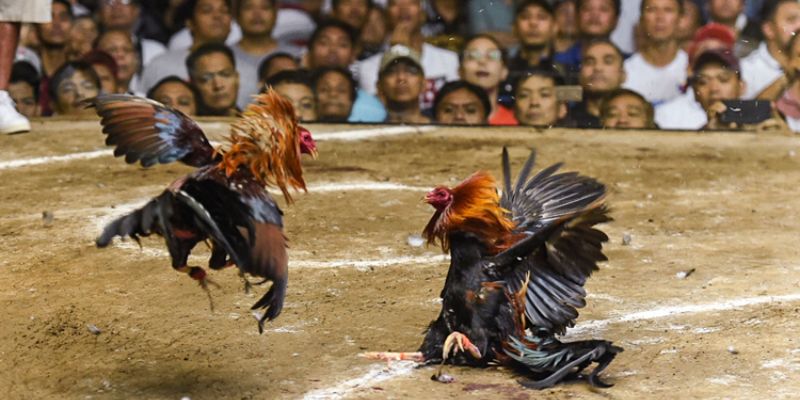 đá gà cựa sắt