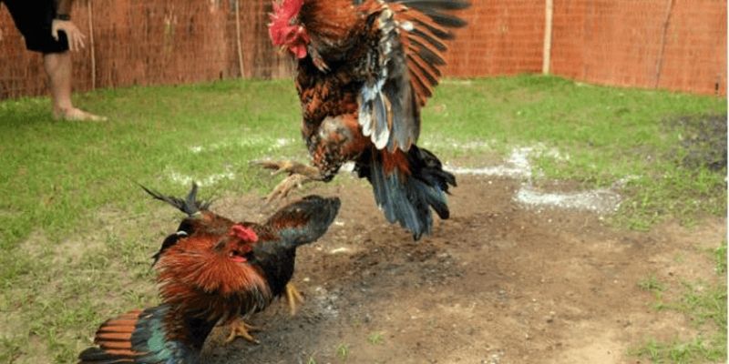Một trận đá gà có thể thay đổi liên tục theo từng giai đoạn thi đấu
