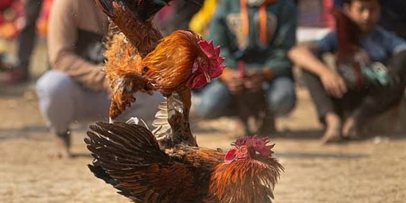 Số lượng trận đá gà diễn ra mỗi ngày có thể khá đa dạng