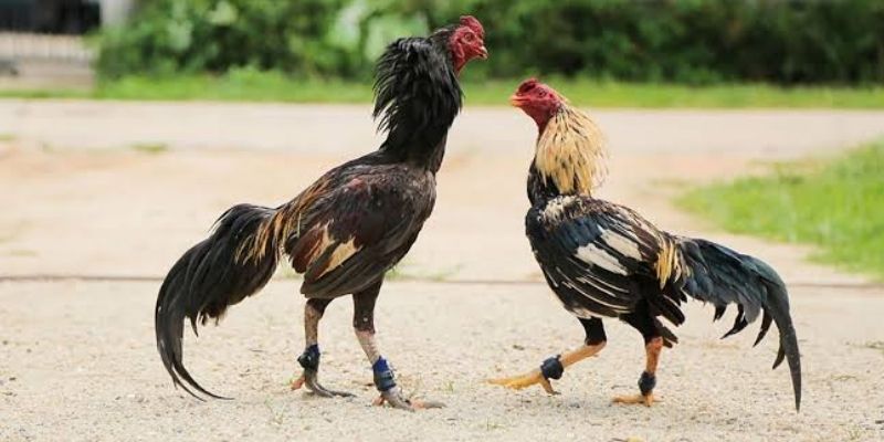 Khám Phá Cách Xem Đá Gà Trực Tiếp Không Bỏ Lỡ Trận Hay